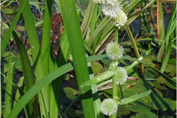 coltellaccio